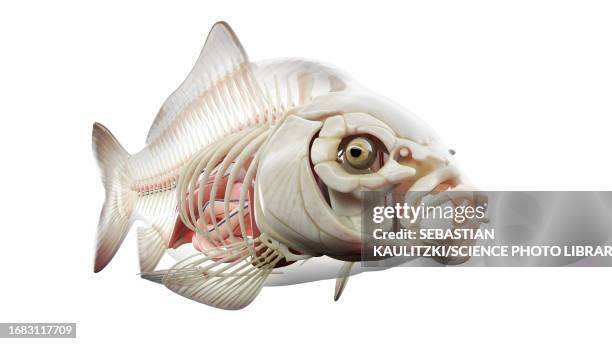 Fish Kin Body Koi Fish Anatomy