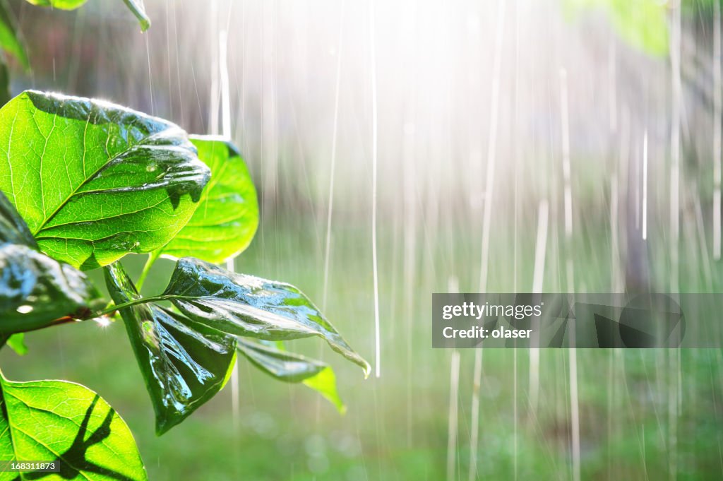 Pouring rain in sunset