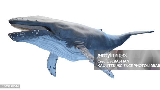 illustrazioni stock, clip art, cartoni animati e icone di tendenza di whale anatomy, illustration - whales