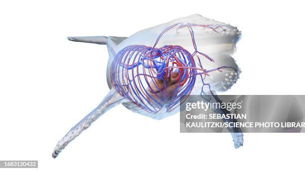 whale anatomy, illustration - coronary artery点のイラスト素材／クリップアート素材／マンガ素材／アイコン素材