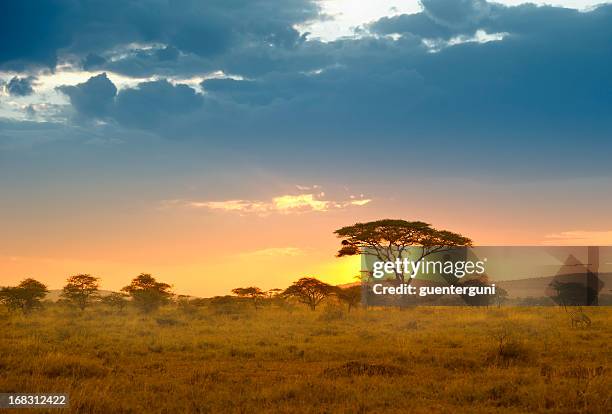 acacias in den späten nachmittag leichte, serengeti, afrika - acacia tree stock-fotos und bilder