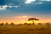 Acacias in the late afternoon light, Serengeti, Africa