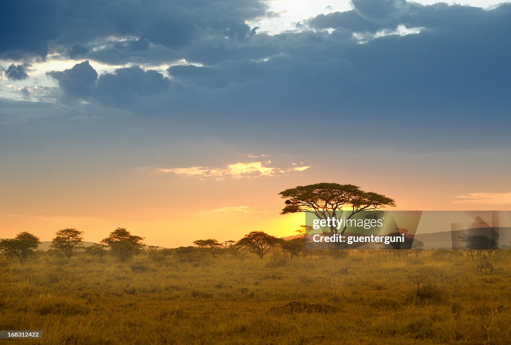 Acacias in the late afternoon light, Serengeti, Africa
