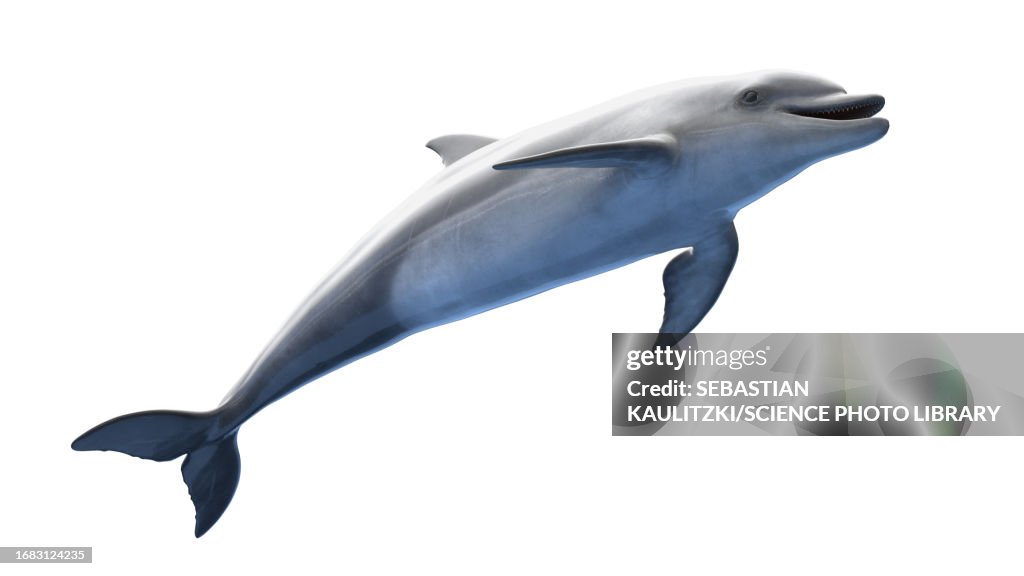 Dolphin, illustration