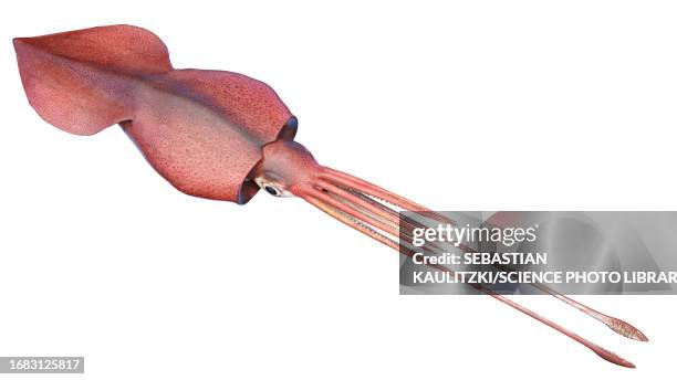 colossal squid, illustration - squid stock-grafiken, -clipart, -cartoons und -symbole