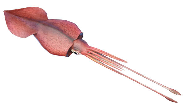 Colossal Squid illustration