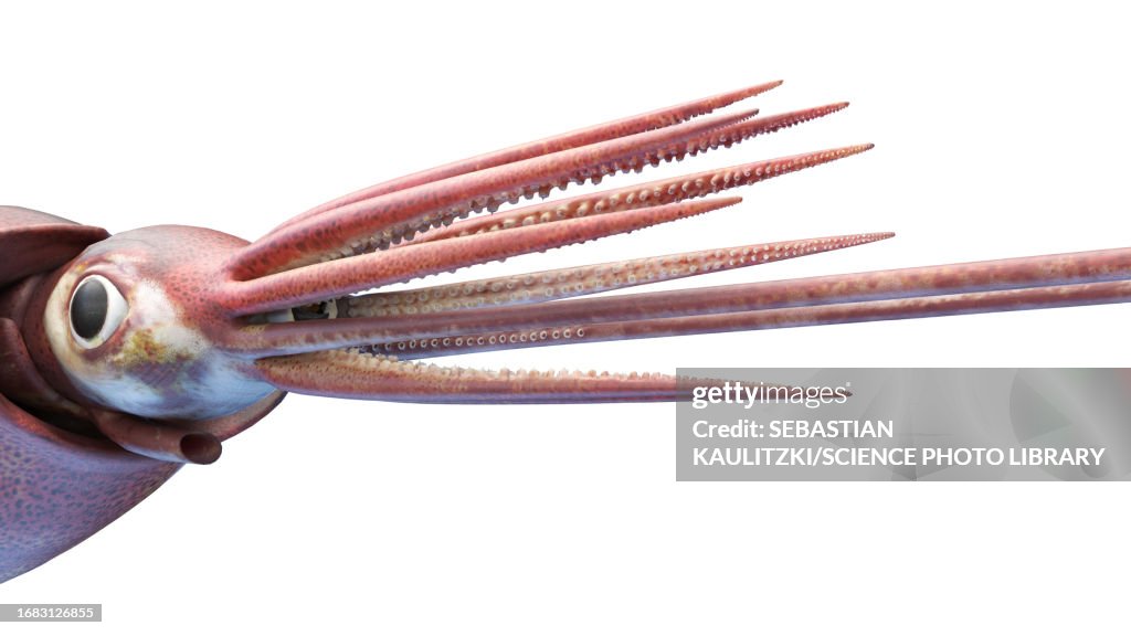 Colossal squid, illustration