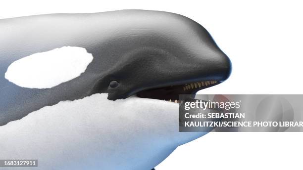 killer whale, illustration - killer whale stock illustrations