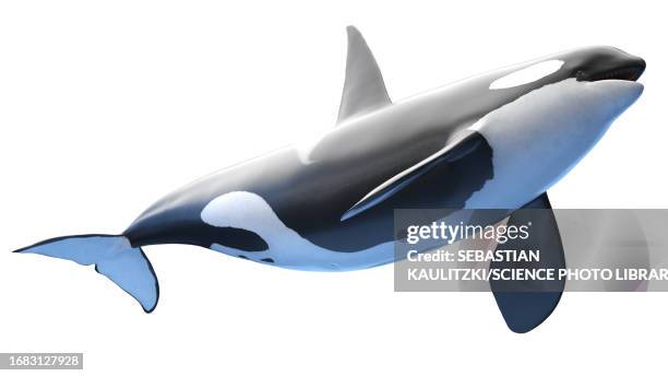 killer whale, illustration - killer whale stock illustrations