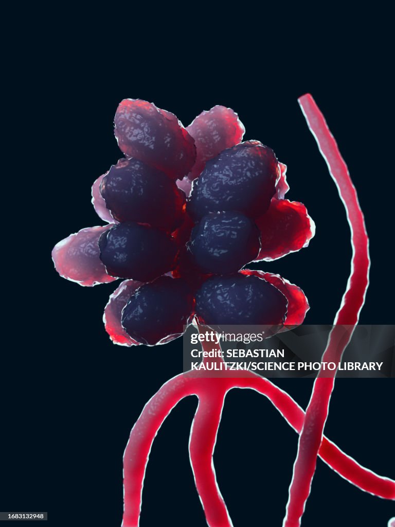 Stachybotrys Musae Stachybotrys Mould Illustration High-Res Vector Graphic - Getty Images