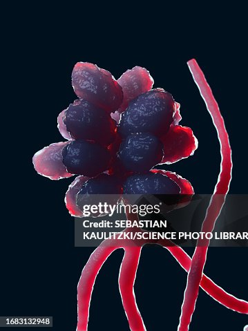 Stachybotrys Musae Stachybotrys Mould Illustration High-Res Vector Graphic - Getty Images