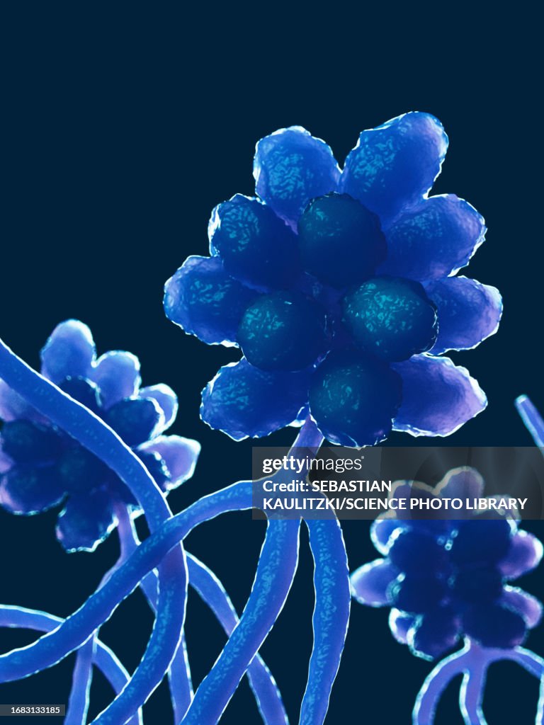 Stachybotrys Musae Stachybotrys Mould Illustration High-Res Vector Graphic - Getty Images