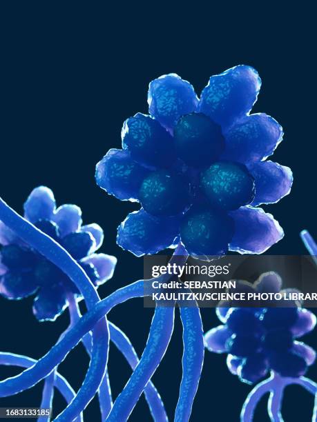 Stacky Botriss Stachybotrys Photos and Premium High Res Pictures - Getty Images