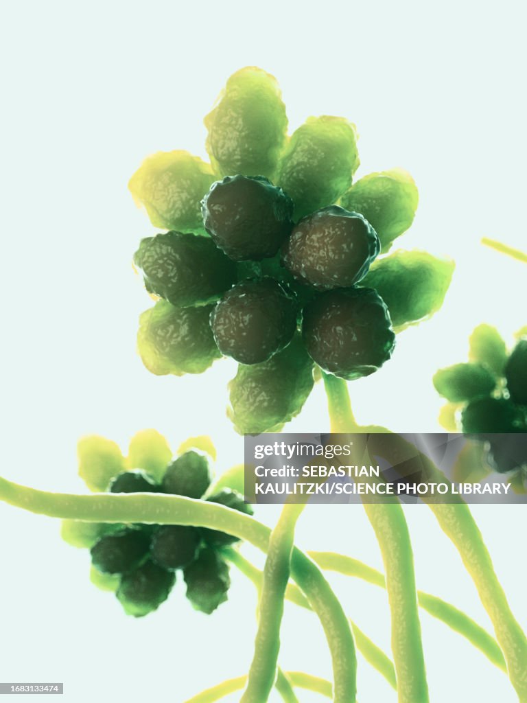 Stacky Botriss Stachybotrys Mould Illustration High-Res Vector Graphic - Getty Images