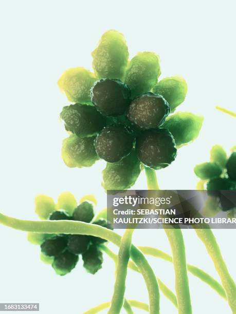 Stachybotrys Musae Stachybotrys Photos and Premium High Res Pictures - Getty Images