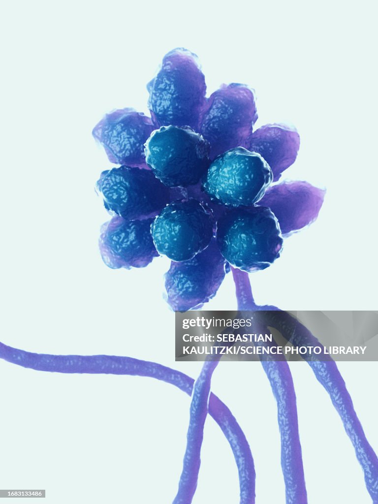 Stachybotrys Musae Stachybotrys Mould Illustration High-Res Vector Graphic - Getty Images