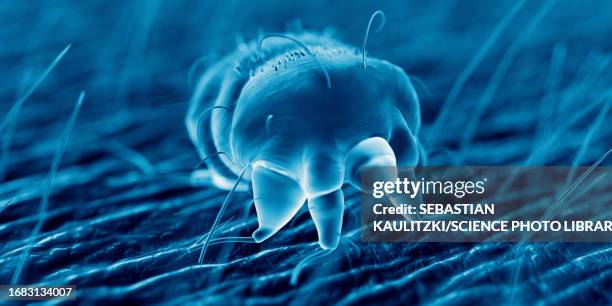 illustrazioni stock, clip art, cartoni animati e icone di tendenza di scabies mite on human skin, illustration - acaro