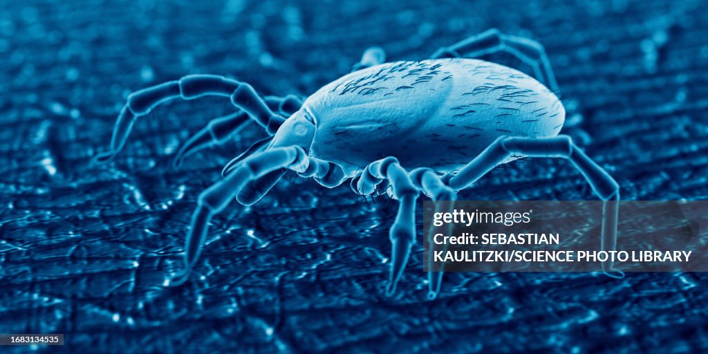 Tick on human skin, illustration