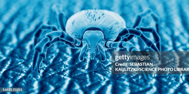 tick on human skin, illustration - invertebrate stock illustrations