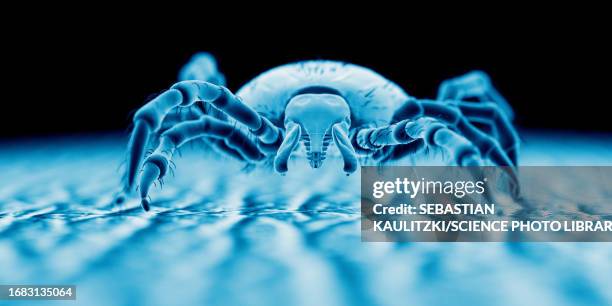 tick on human skin, illustration - borreliosis stock illustrations