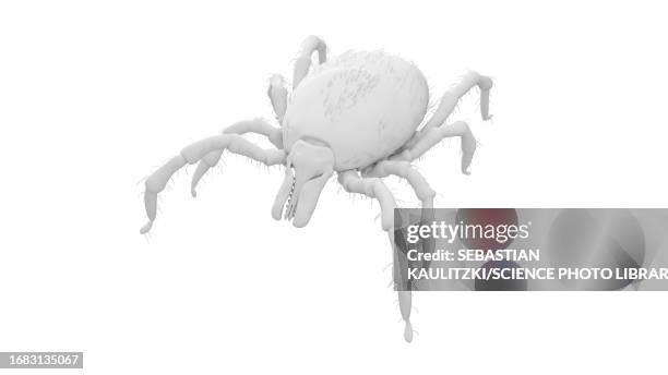 tick, illustration - borreliosis stock illustrations