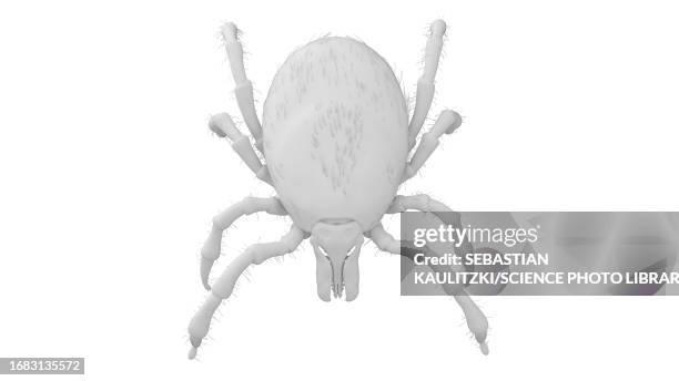 tick, illustration - lymekrankheit stock-grafiken, -clipart, -cartoons und -symbole