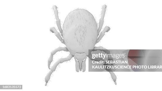 Tick, illustration Tick, illustration