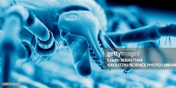 tick on human skin, illustration - borreliosis stock illustrations