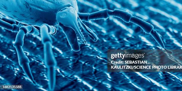 tick on human skin, illustration - borreliosis stock illustrations