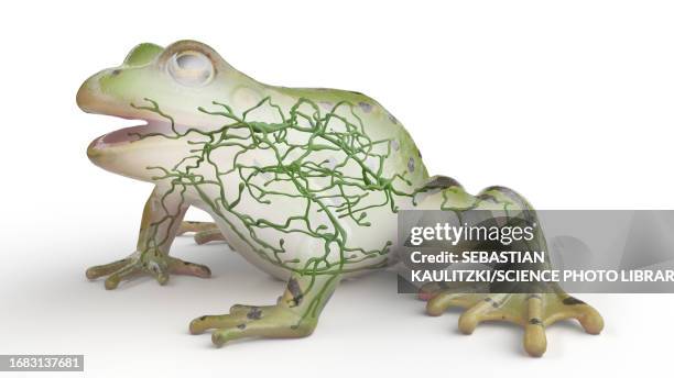 frog's lymphatic system, illustration - lymphatic system animal stock-grafiken, -clipart, -cartoons und -symbole
