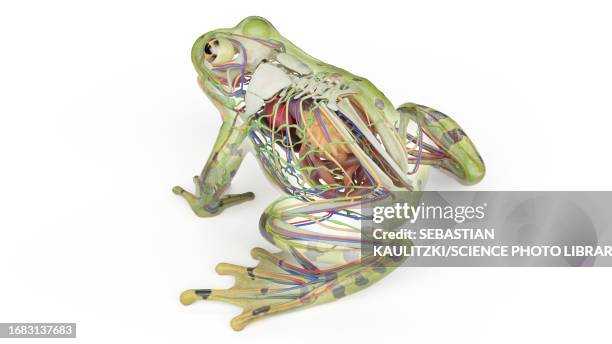 stockillustraties, clipart, cartoons en iconen met frog's internal organs, illustration - dierenlichaam
