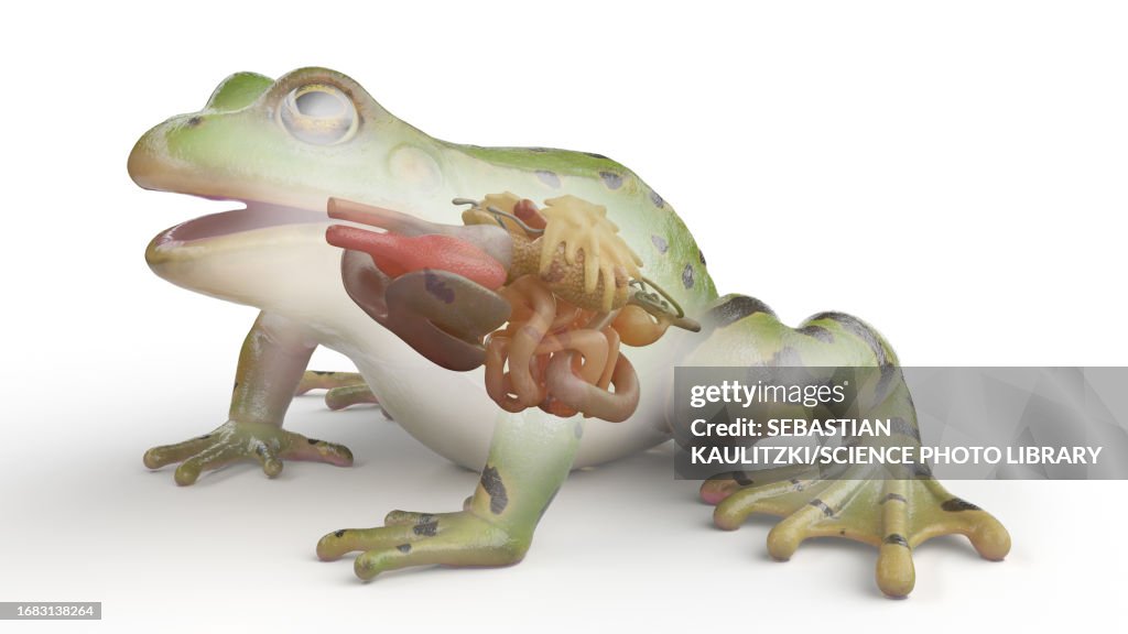 Frog's internal organs, illustration