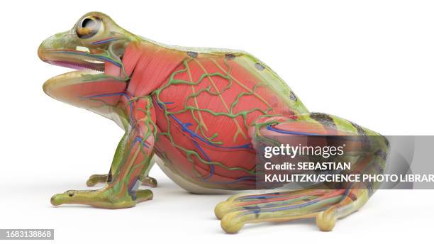frog's muscular system, illustration - lymphatic system animal stock-grafiken, -clipart, -cartoons und -symbole