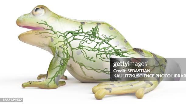 frog's lymphatic system, illustration - lymphatic system animal stock-grafiken, -clipart, -cartoons und -symbole