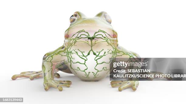 frog's lymphatic system, illustration - lymphatic system animal stock-grafiken, -clipart, -cartoons und -symbole