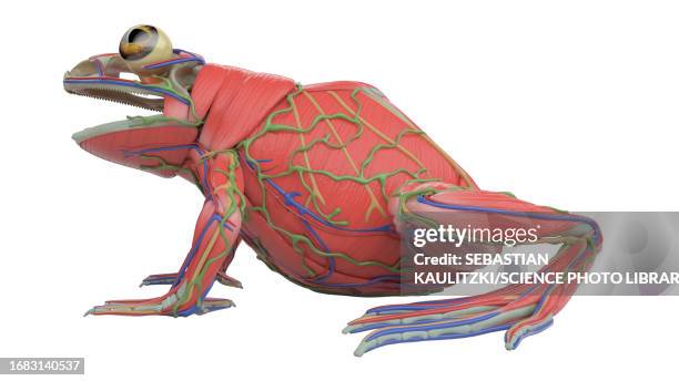 frog's muscular system, illustration - lymphatic system animal stock-grafiken, -clipart, -cartoons und -symbole
