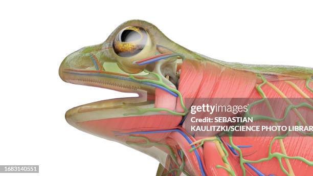 frog's muscular system, illustration - lymphatic system animal stock-grafiken, -clipart, -cartoons und -symbole