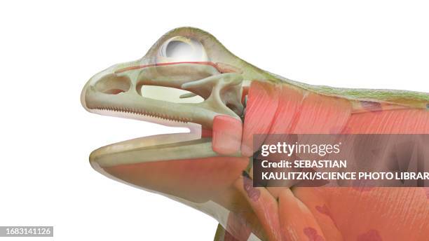 frog's muscular system, illustration - lymphatic system animal stock-grafiken, -clipart, -cartoons und -symbole