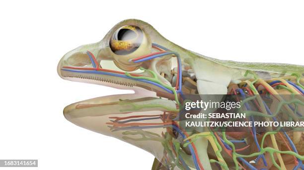 18 Frog Cloaca Stock Photos, High-Res Pictures, and Images - Getty Images
