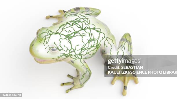 frog's lymphatic system, illustration - lymphatic system animal stock-grafiken, -clipart, -cartoons und -symbole