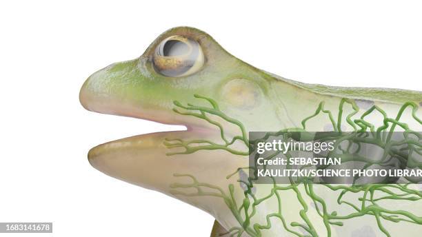 frog's lymphatic system, illustration - lymphatic system animal stock-grafiken, -clipart, -cartoons und -symbole