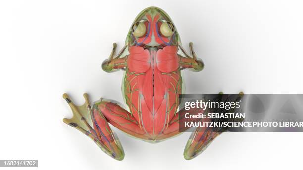 frog's muscular system, illustration - lymphatic system animal stock-grafiken, -clipart, -cartoons und -symbole