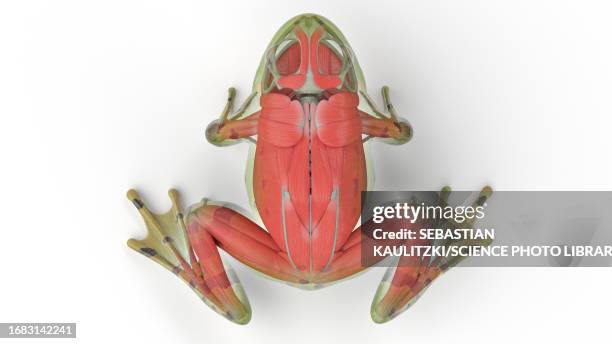frog's muscular system, illustration - lymphatic system animal stock-grafiken, -clipart, -cartoons und -symbole