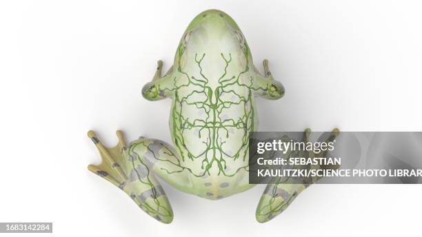 frog's lymphatic system, illustration - lymphatic system animal stock-grafiken, -clipart, -cartoons und -symbole