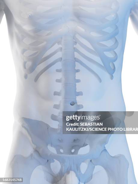 male skeletal system, illustration - lumbar support stock illustrations