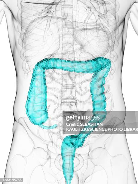 Descending Colon StockFotos und Bilder Getty Images