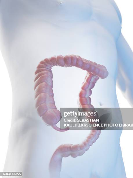 male large intestine, illustration - appendix stock-grafiken, -clipart, -cartoons und -symbole