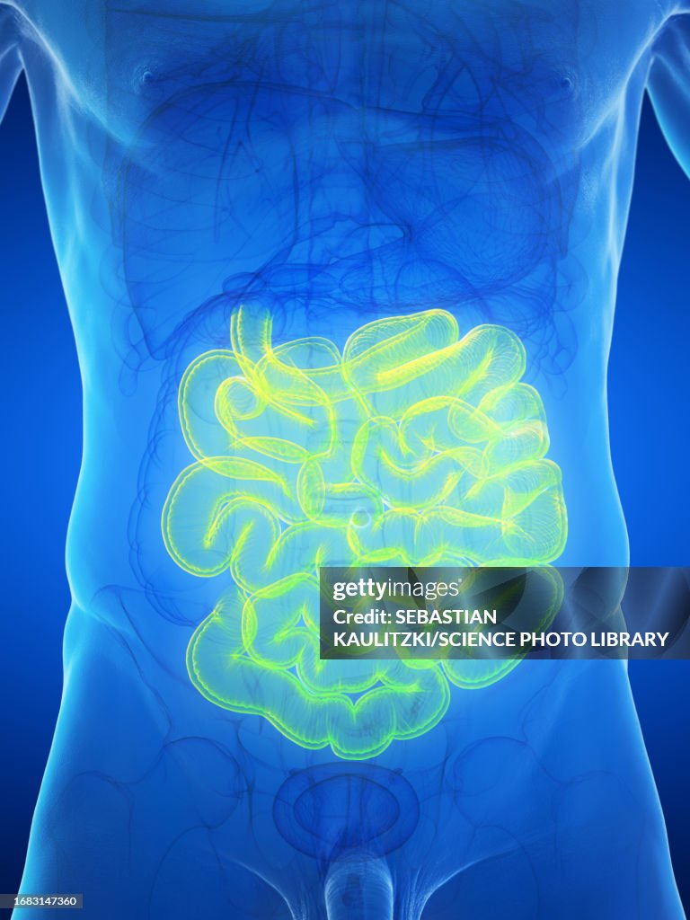 Simple Intestine Male Small Intestine Illustration High-Res Vector Graphic - Getty Images