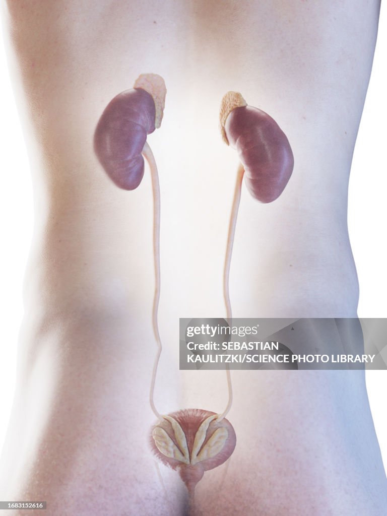 Male urinary system, illustration
