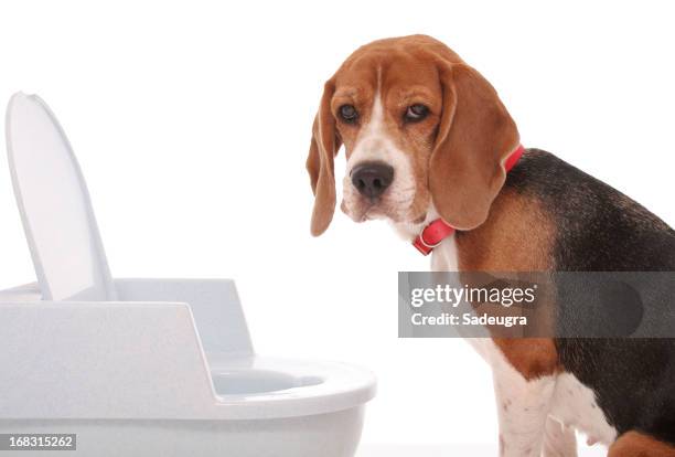 kann ich ihnen etwas privatsphäre? - diarrhö stock-fotos und bilder